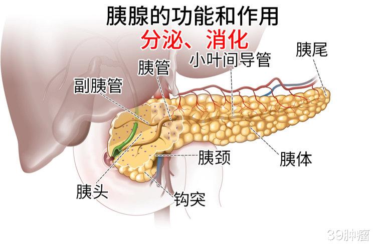 47岁男子每天大便两三次，确诊胰腺癌！5种异常或是身体“警报”