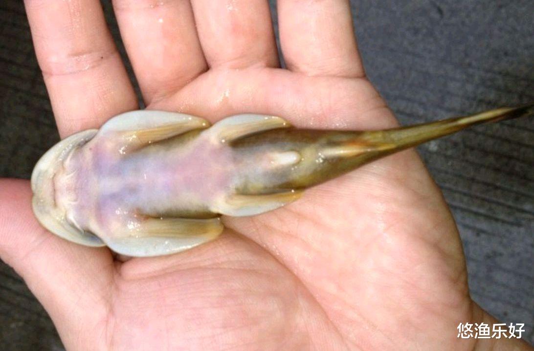 石爬子鱼:溪流中的生命精灵,面临濒危!钓友们应该怎么做?