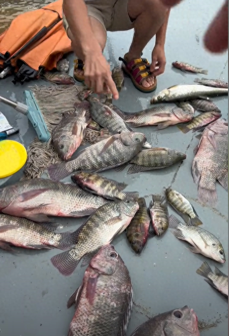 万峰湖“菜板大”的罗非鱼，疯狂吃钩，网友：咋会这么大？