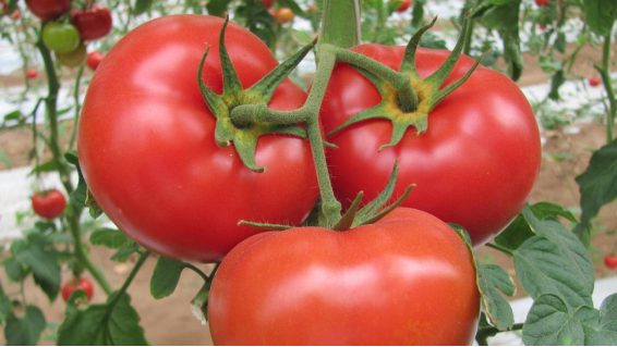 医生告诫：人老了，宁愿吃雪糕冰棍，都不要多吃这3种凉菜