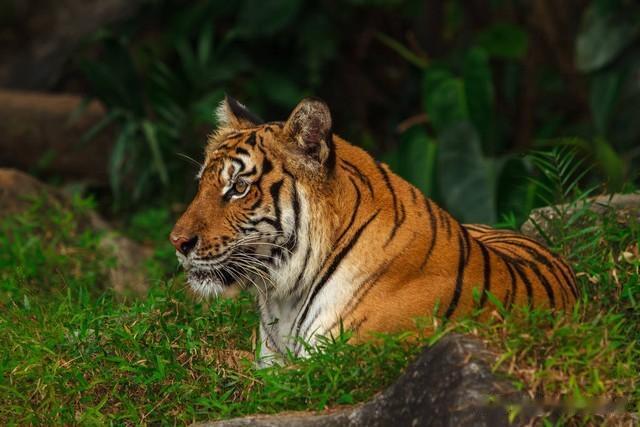 从12号起四大生肖得贵人助力,职场发展顺遂