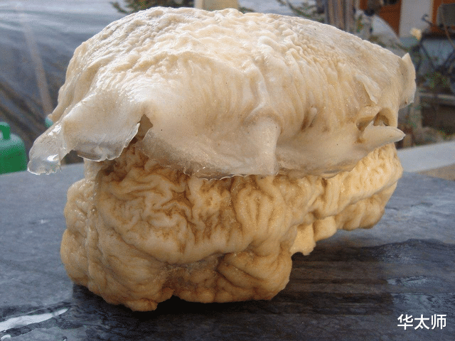 “太岁”到底是什么东西?我国科学家用精密仪器,终解开太岁之谜