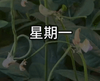 豆橛子，你到底有什么魔力啊？？？