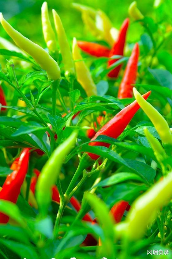 中国哪的“辣椒”最好吃?经过评选,这10个地方上榜,有你家乡吗