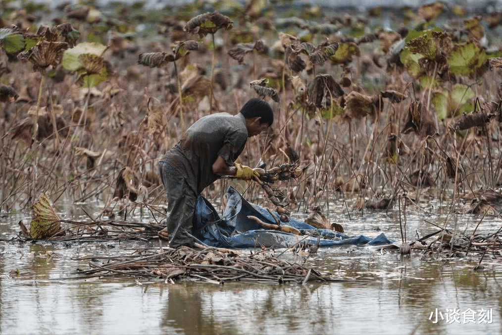 农谚“秋分不去收,到头一场空”,9月22日秋分,要去收什么?
