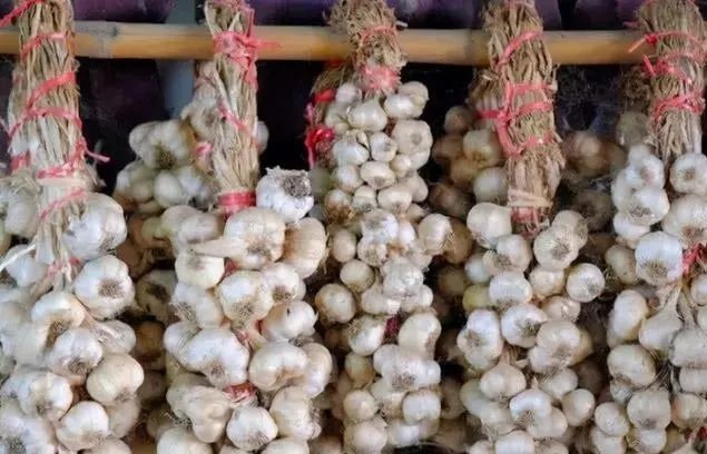 为何大蒜在超市不发芽，回家放几天就发芽？早了解早受用