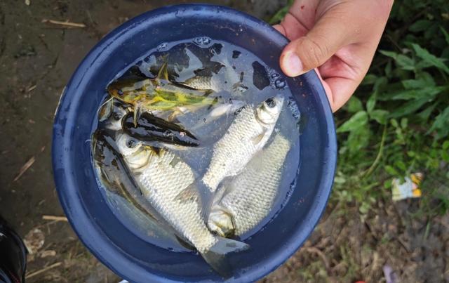 夏天的神仙级钓位,钓鱼人看到就走不了,大鱼全在这里