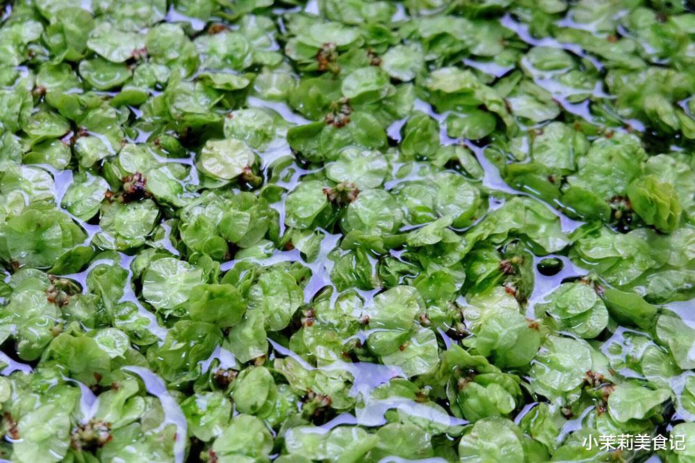 春天唯一不含草酸的野菜，一化痰，二除湿，三增免疫，随手一蒸鲜甜清香，经常失眠多吃点