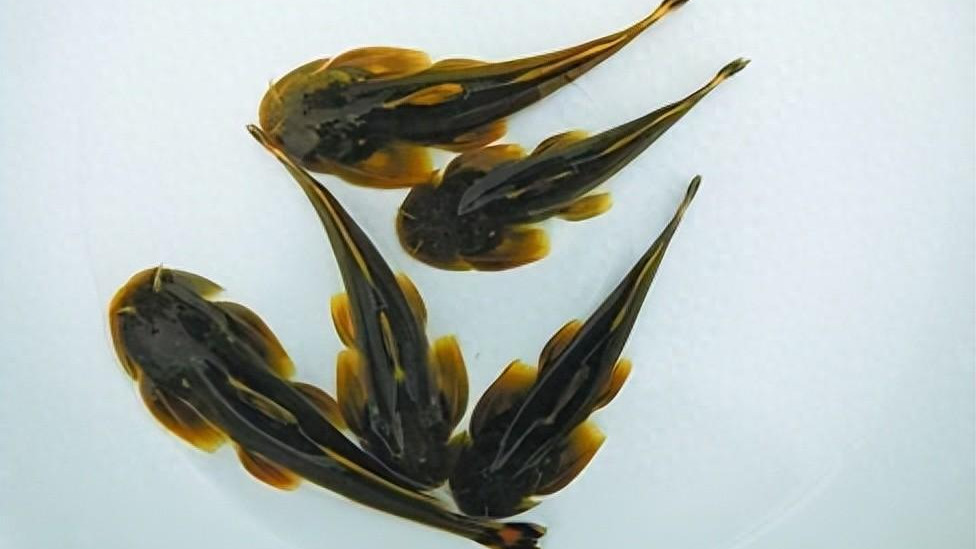 石爬子鱼：溪流中的生命精灵，面临濒危！钓友们应该怎么做？