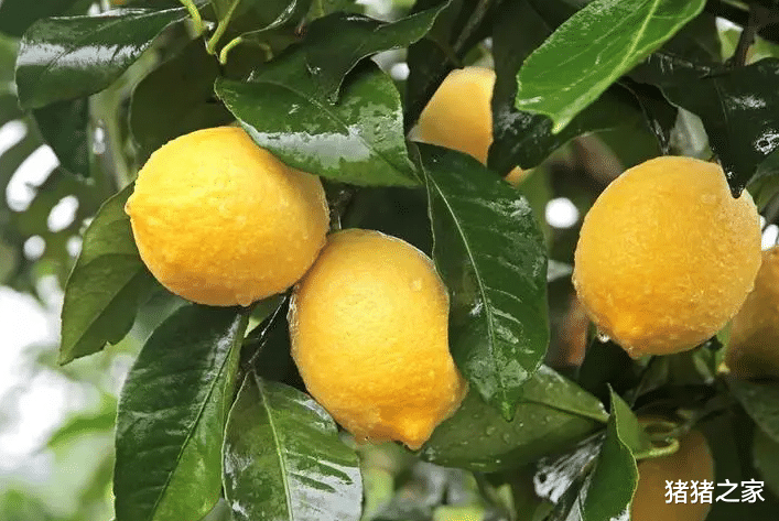 泡柠檬水，用开水还是冷水？都不对，教你正确做法，营养又好喝！