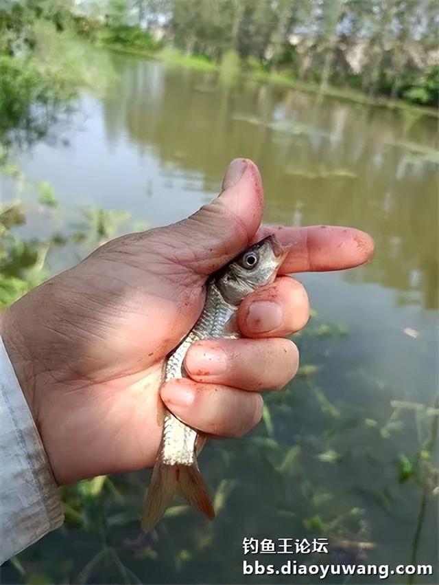地狱猫头伏立功