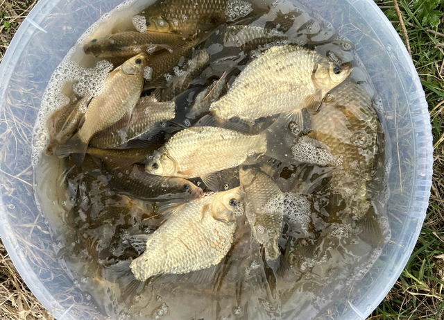 2包饵料换来的野钓经验，老大爷一辈子的经验，值得借鉴