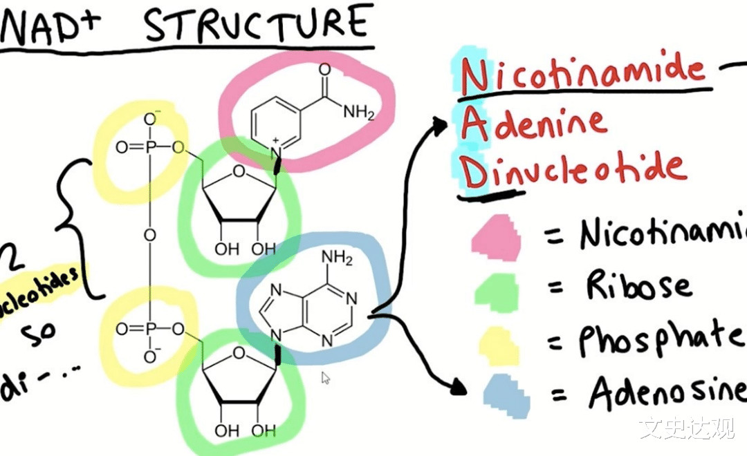 坚持5年，身体年轻20岁，哈佛“抗衰教父”大卫·辛克莱的延寿秘诀