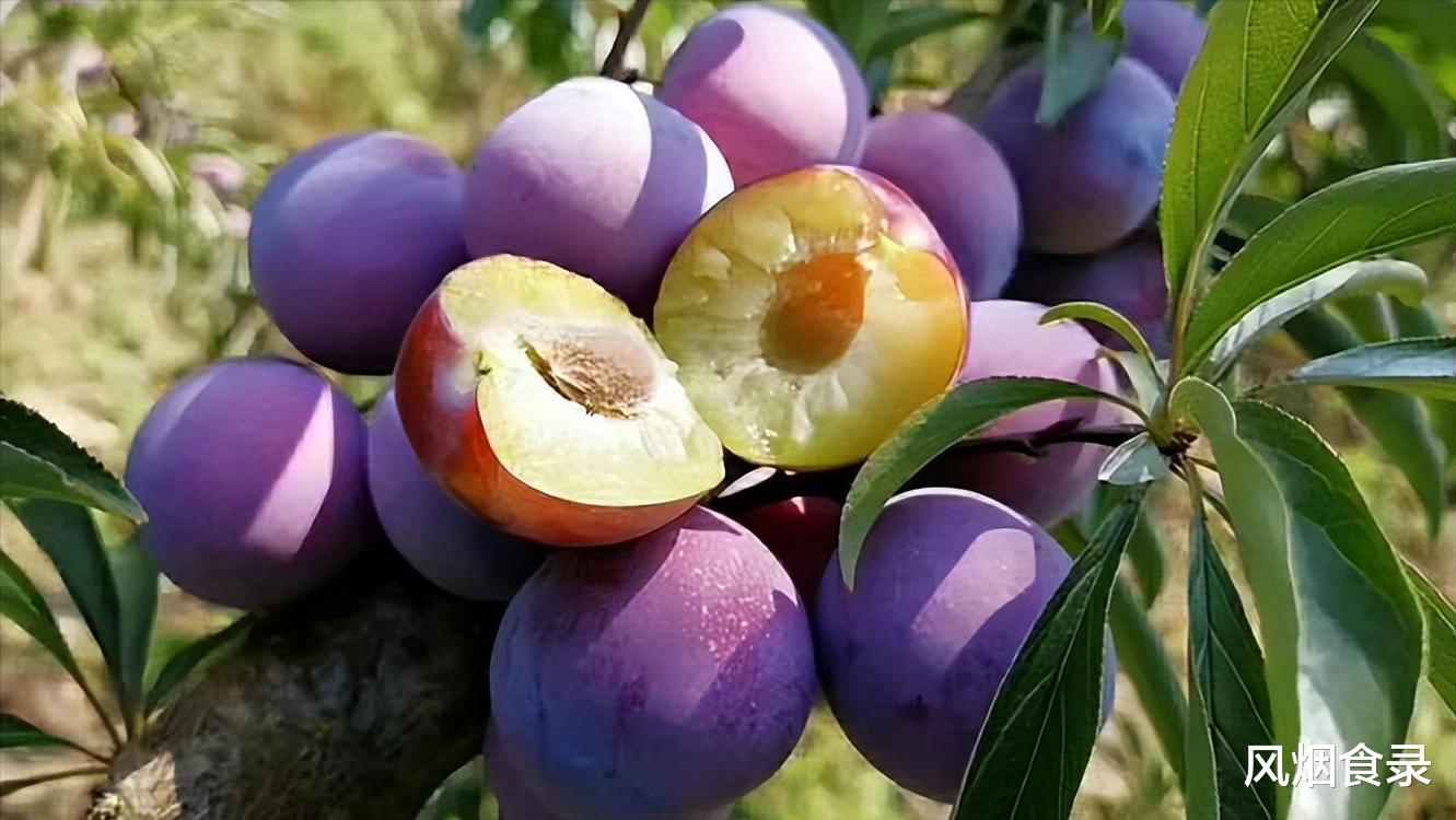 在中国，这10个地方的“李子”最好吃！味甜，汁多，错过可惜了