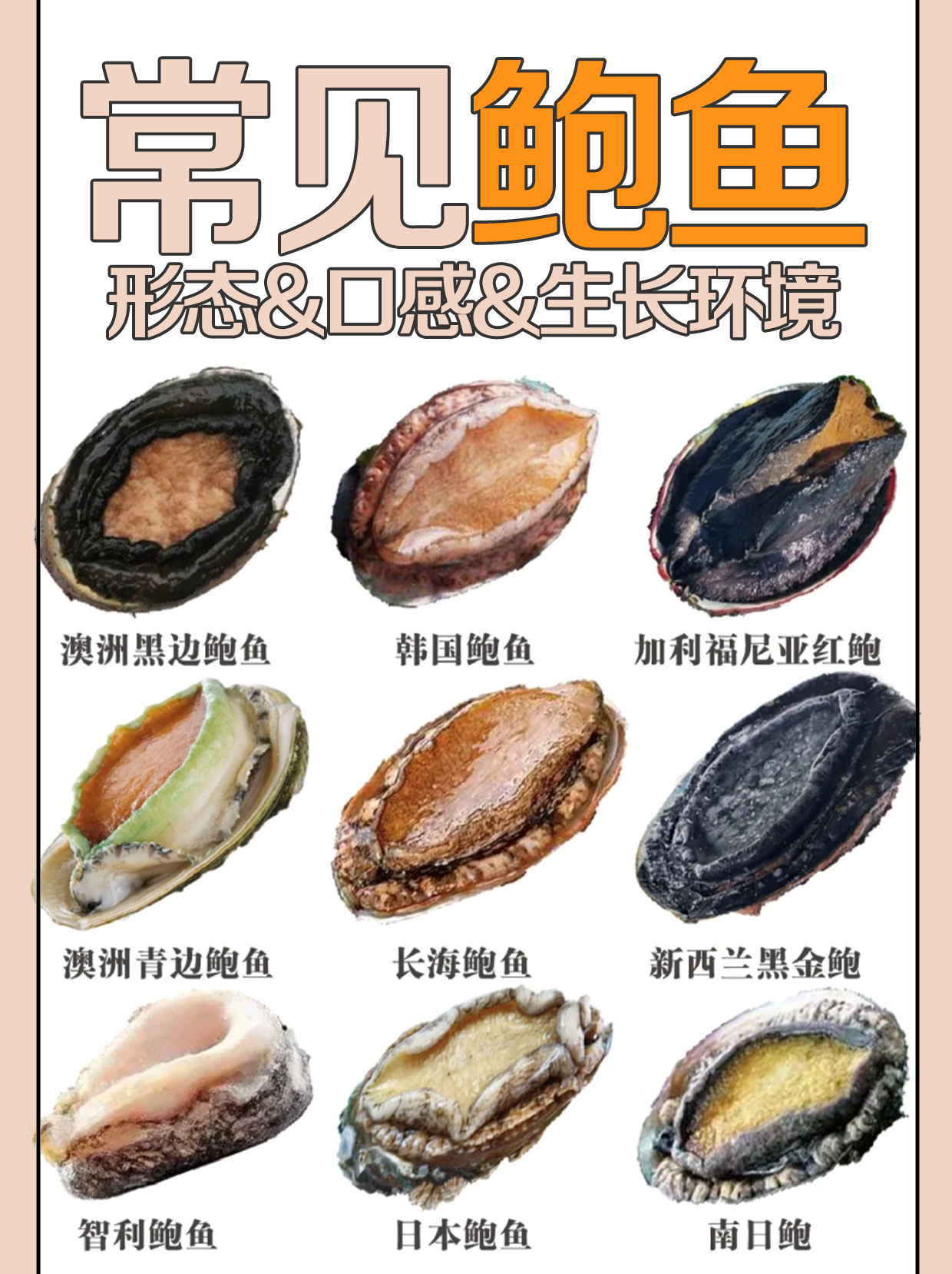 常见的鲍鱼种类大合集