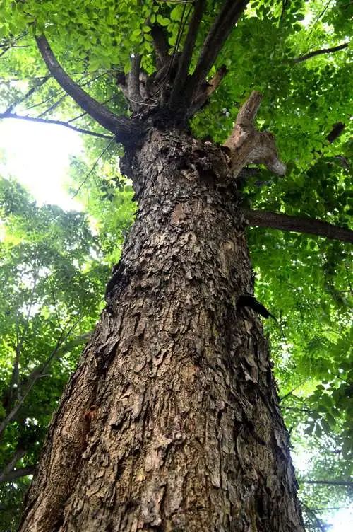 锋芒观察：海南黄花梨收藏市场走向何方？