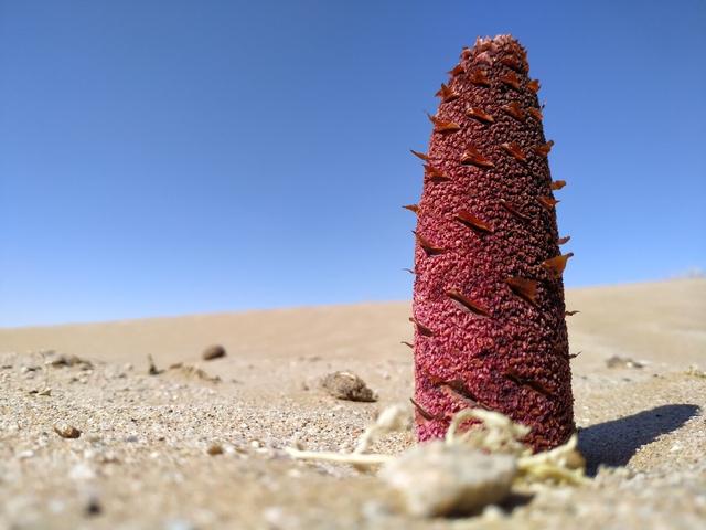 想要宗筋强韧？川牛膝，引血下行，血盈则硬！