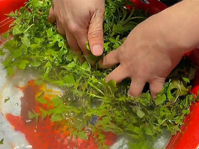 初春,吃菠菜不如多吃它,一养肝,二明目,三安神,营养又好吃!