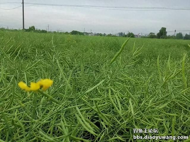 春之游钓，逸趣盎然