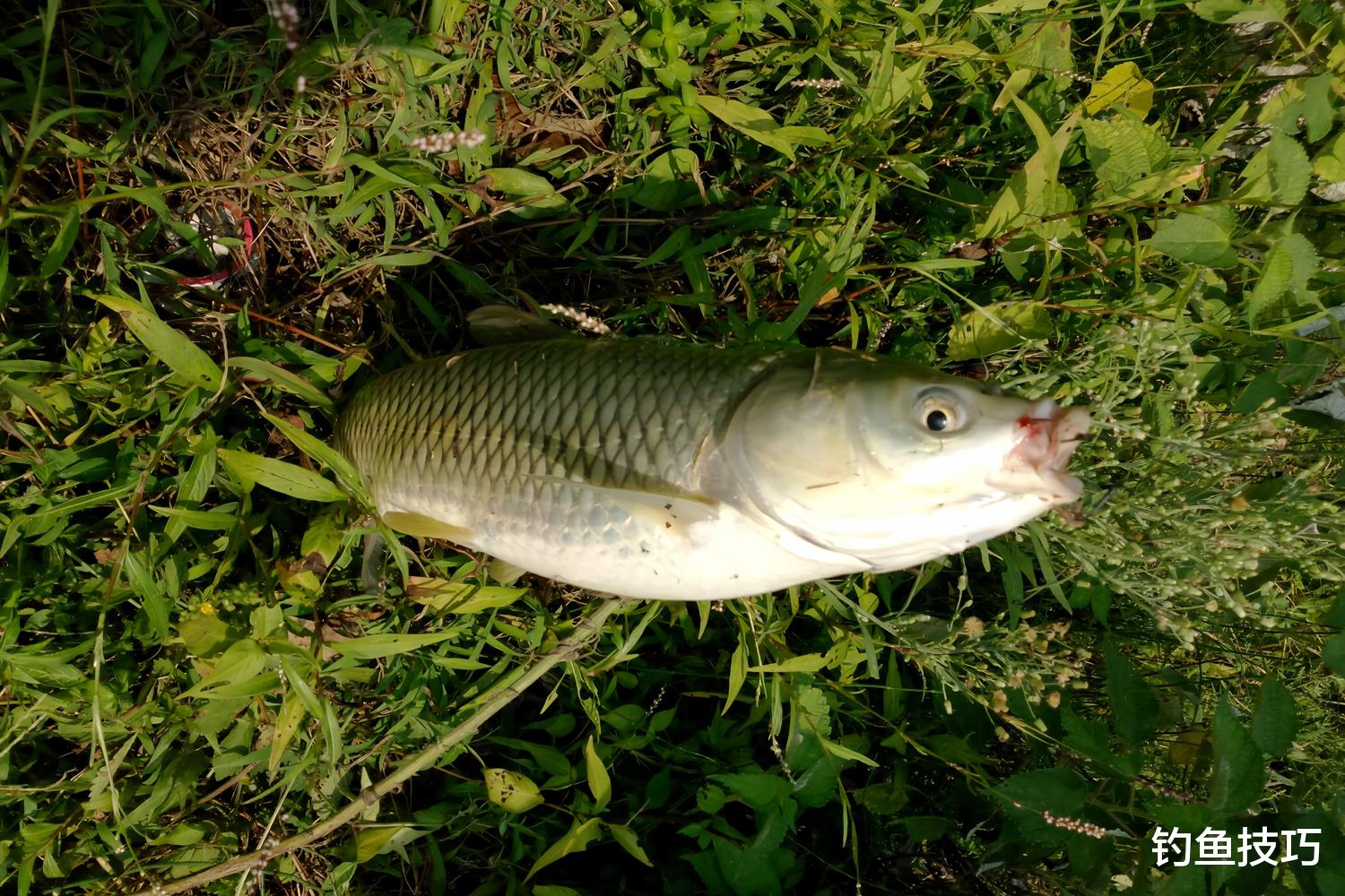 夏季钓草鱼饵的四种味型,黑坑野钓通用