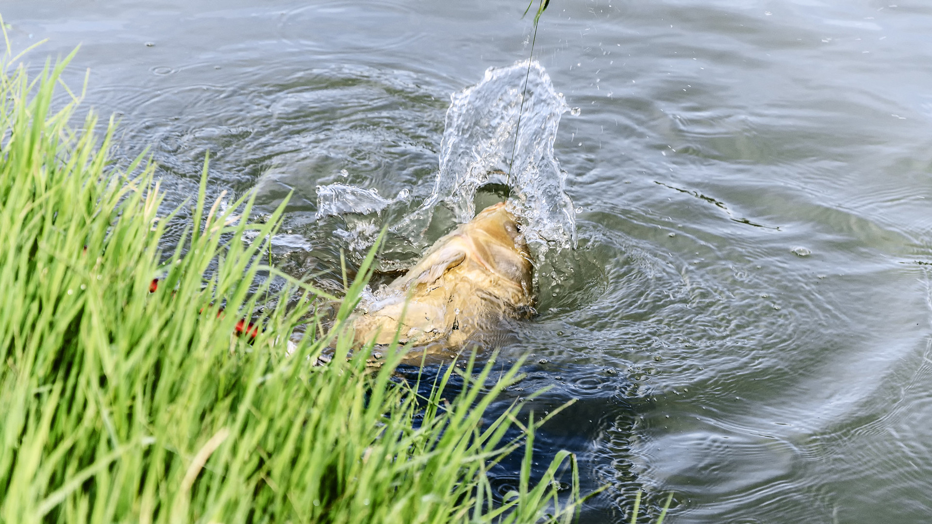 七月份鱼变得很难钓的4个原因，要改善鱼口