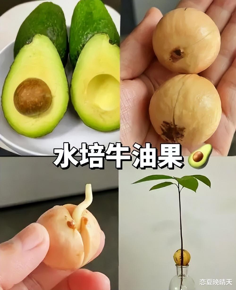 大厂员工离职后卖蕉绿月入200万