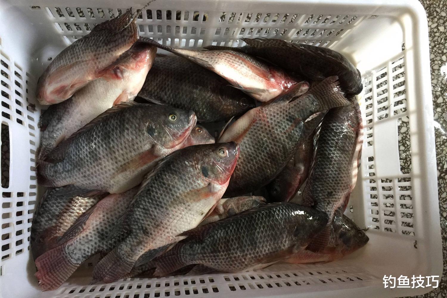 春季钓轻口罗非鱼的4个要领,提高中鱼率