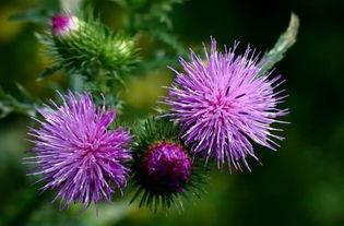 曾被农民当野菜吃,也是不可多得的高级补品,为何如今消失不见