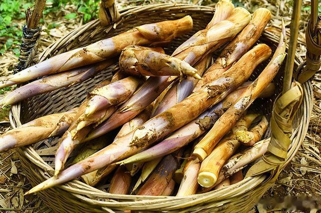 中国哪里的笋最好吃？经过评选，这8个地方比较出名，有你家乡吗