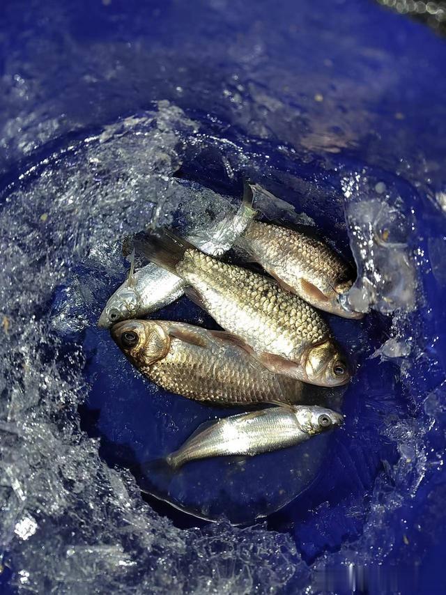 钓鱼日记——2024年3月1日(西玉河夜钓)