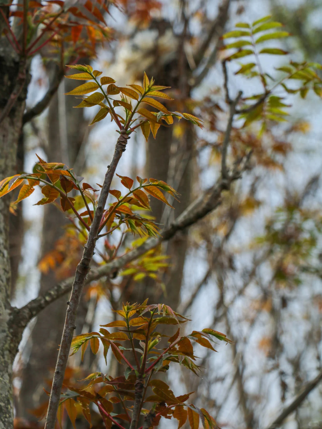 春天到了，30种常见野菜图片，遇到了认准了就挖回家吃吧