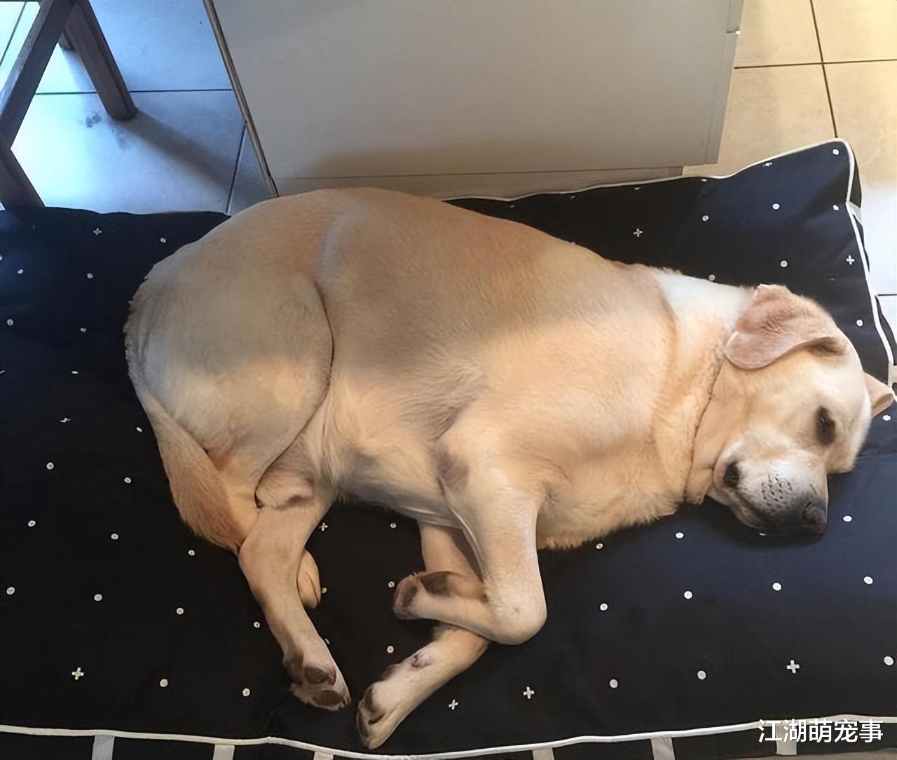 拉布拉多犬太胖可咋办?学这几招帮它减肥