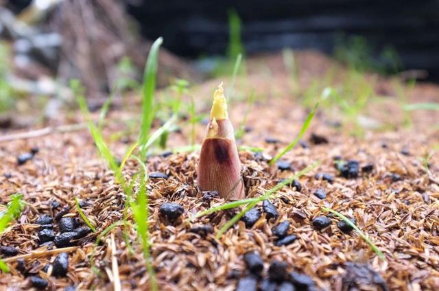 3月最该吃的是“它”,比韭菜鲜比荠菜嫩,刮油去脂,减肥别错过