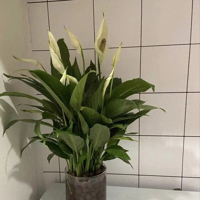 5种花不能送人，家有请自留，小心“福气好运”送光！