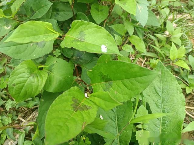 1种有“胎记”的植物，人称“五毒草”，用途很强大，你可认识？