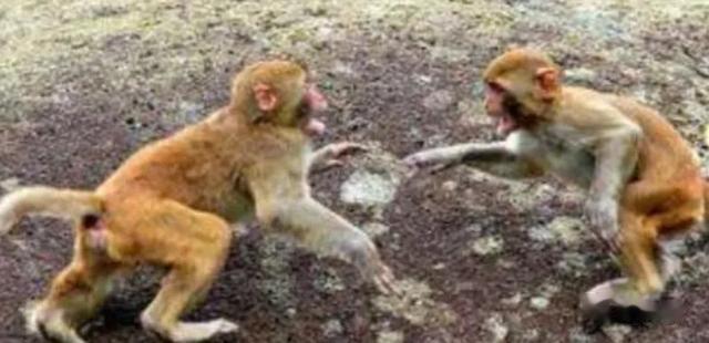 话说形意拳门之真谛精编之腹动肠鸣