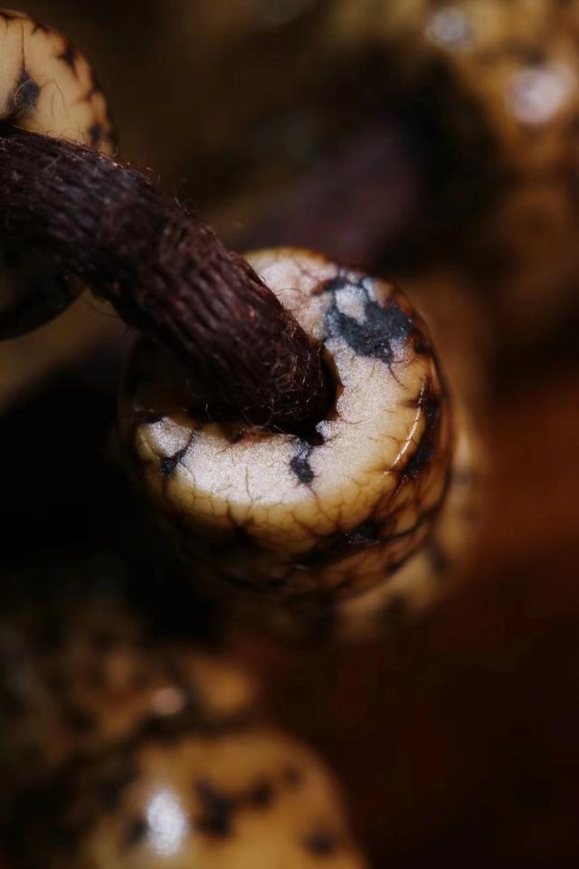 百年老星月菩提，包浆开片玉化收缩，都到了巅峰