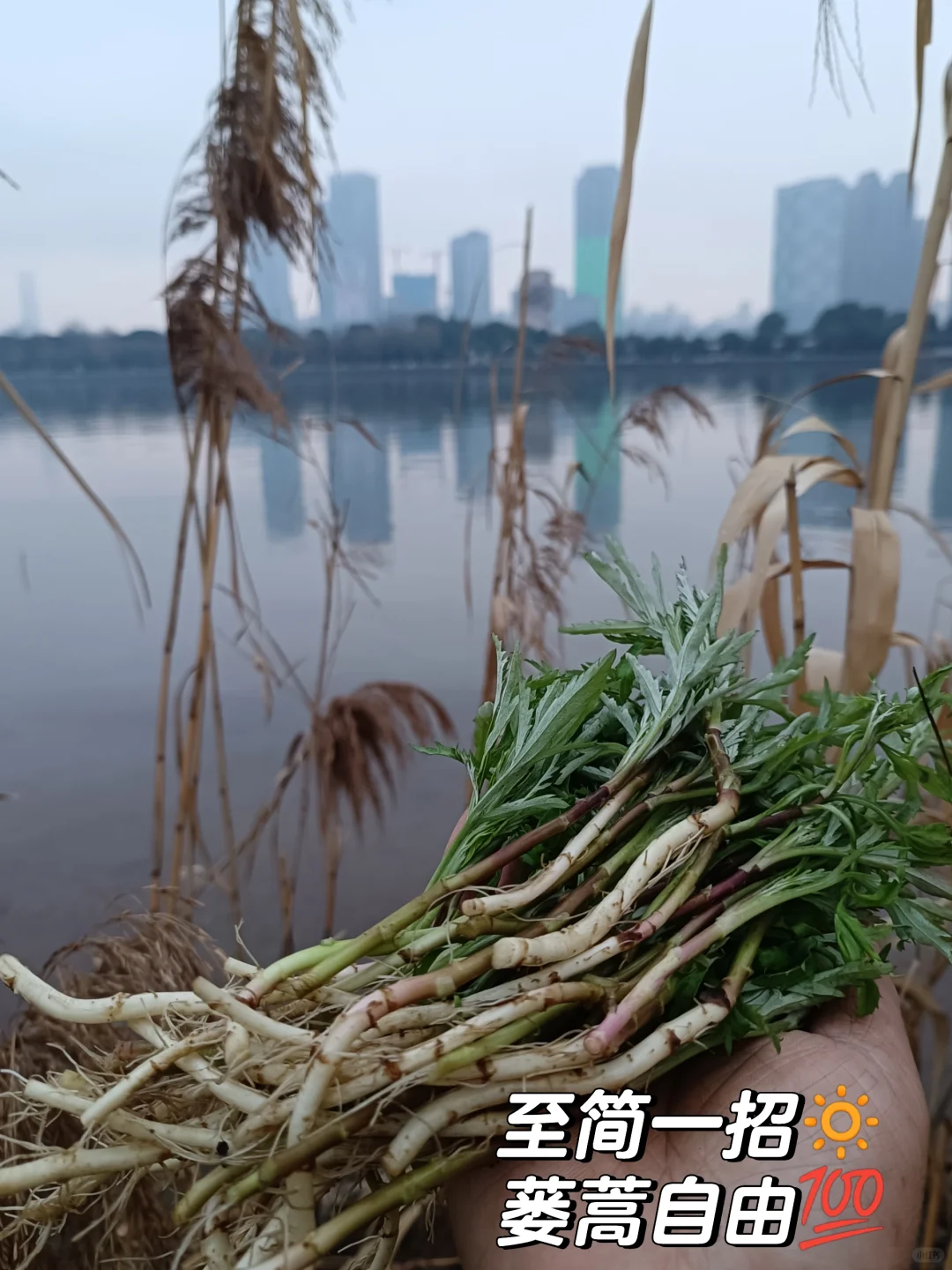春天到了，30种常见野菜图片，遇到了认准了就挖回家吃吧
