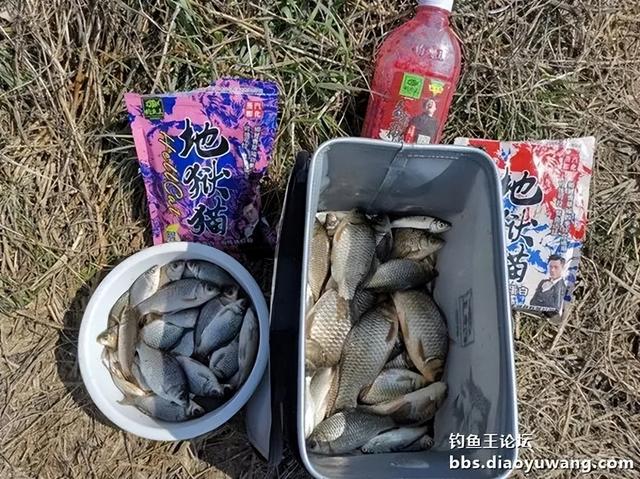 地狱猫野钓,鱼获真不孬