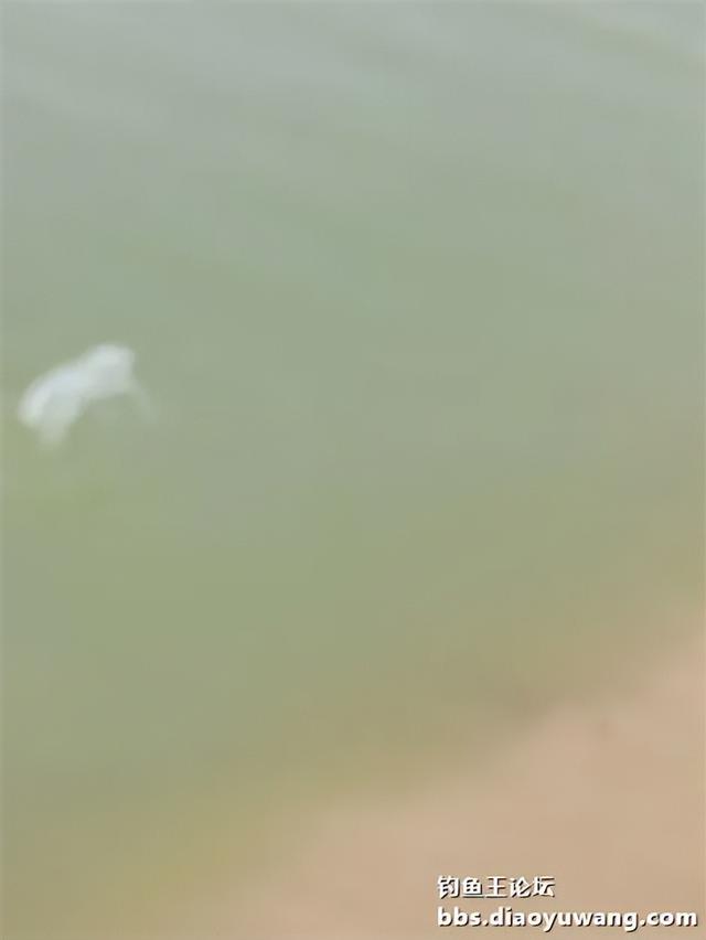 试用地狱猫,爽钓官庄沟