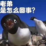 上海梦娜