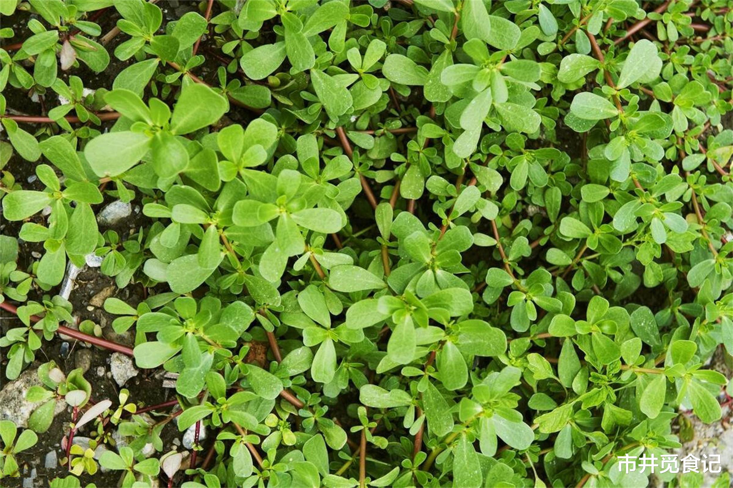 “伏前不吃酸，伏后要人扶”，7月15日入伏，5种“酸食”别忘了吃