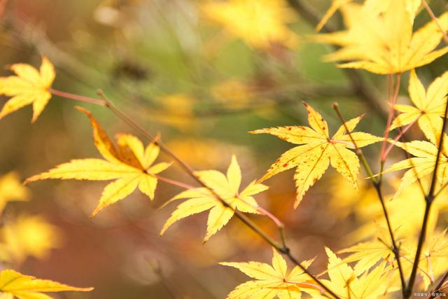 进入秋天,建议中老年:别太心疼钱,多吃3种肉,补足营养好过秋