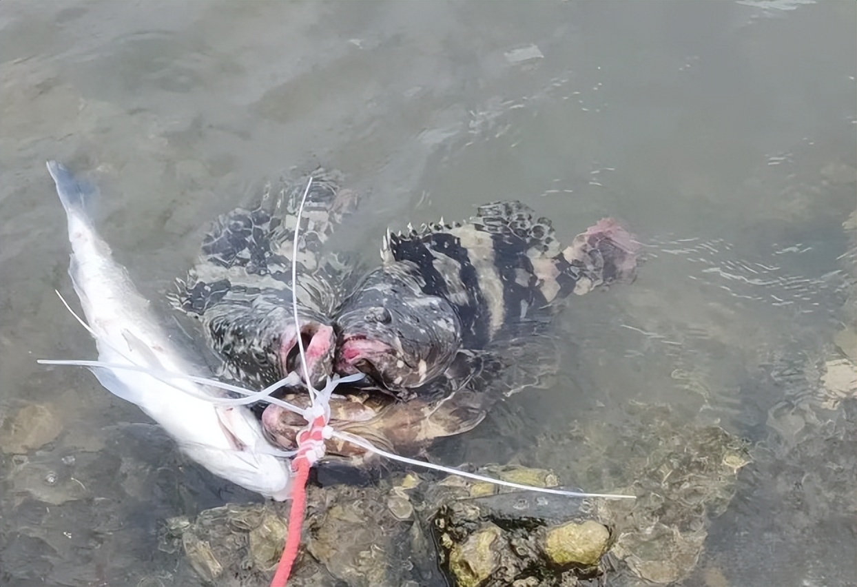 青岛近海惊现石斑鱼群,近海垂钓惊喜连连,钓鱼人乐翻天!