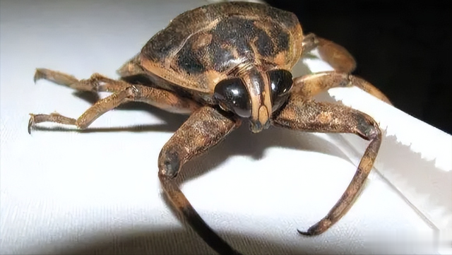 “水中霸王”水知了：连毒蛇都是它的家常菜，口感却比螃蟹还鲜美