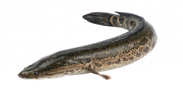 入秋后,男人饮食别太节俭,多吃5种“软黄金”,精力充沛身体棒