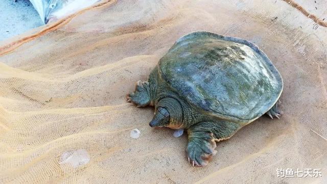探寻黄河甲鱼,5-6月份正是野钓“三黄鳖”的大好时机