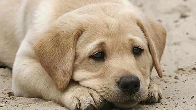 墙倒众人推！网红潘宏被曝踩儿子头合影，曾因故意伤害判刑一年