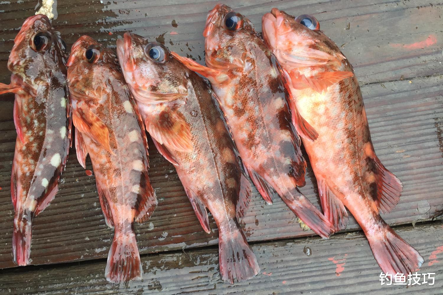 夏季钓虎头鱼的4个技巧，海钓虎头连竿上鱼