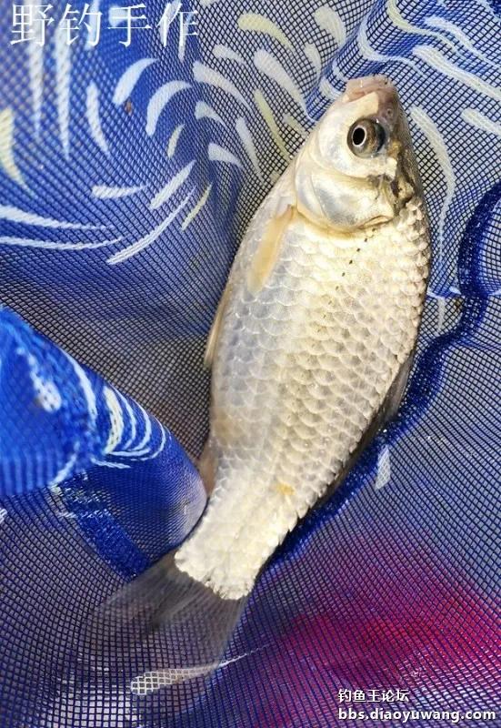 翘嘴加鳑鲏，白鲦与板鲫